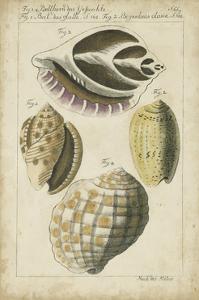 Vintage Shell Study I by Martini