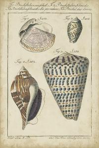 Vintage Shell Study II by Martini