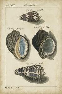 Vintage Shell Study III by Martini