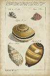 Vintage Shell Study I-Martini-Art Print