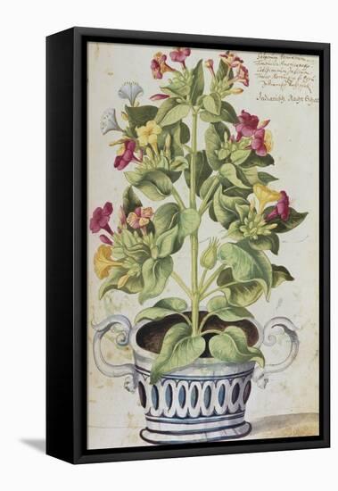 Marvel of Peru, Mirabilis Jalapa, in a Blue and White Pot. from 'Camerarius Florilegium'-Joachim Camerarius-Framed Premier Image Canvas