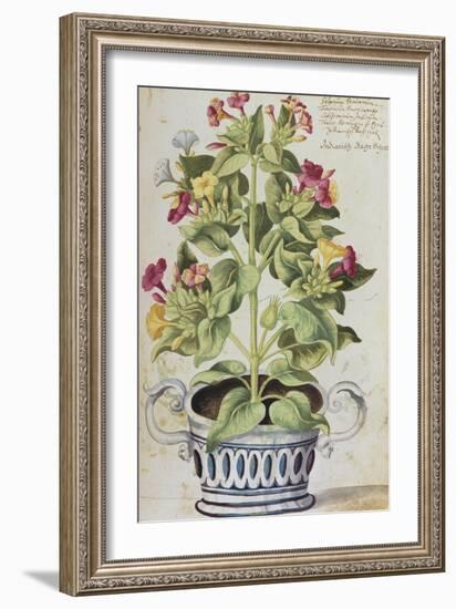 Marvel of Peru, Mirabilis Jalapa, in a Blue and White Pot. from 'Camerarius Florilegium'-Joachim Camerarius-Framed Giclee Print