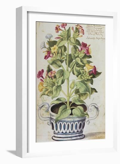 Marvel of Peru, Mirabilis Jalapa, in a Blue and White Pot. from 'Camerarius Florilegium'-Joachim Camerarius-Framed Giclee Print