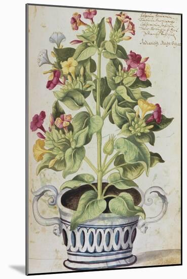 Marvel of Peru, Mirabilis Jalapa, in a Blue and White Pot. from 'Camerarius Florilegium'-Joachim Camerarius-Mounted Giclee Print