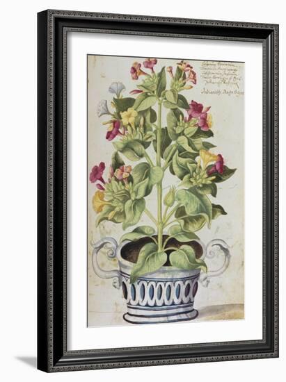 Marvel of Peru, Mirabilis Jalapa, in a Blue and White Pot. from 'Camerarius Florilegium'-Joachim Camerarius-Framed Giclee Print