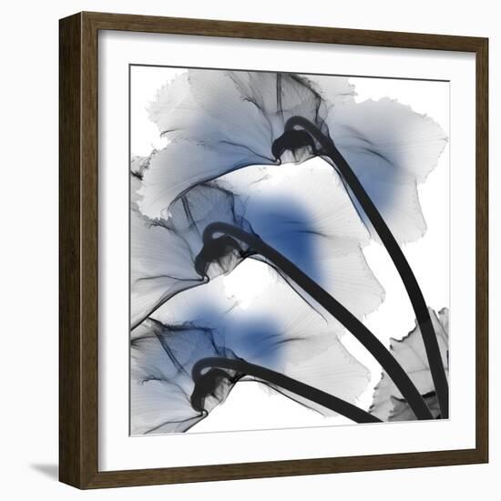 Marvelous Cyclamen 1-Albert Koetsier-Framed Photographic Print