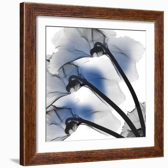 Marvelous Cyclamen 1-Albert Koetsier-Framed Photographic Print