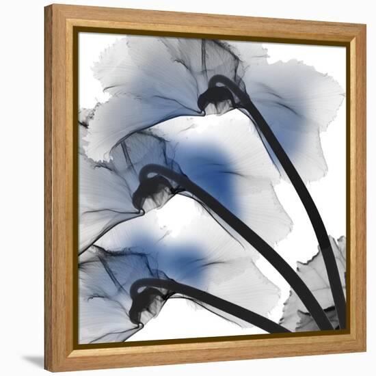 Marvelous Cyclamen 1-Albert Koetsier-Framed Stretched Canvas