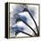 Marvelous Cyclamen 1-Albert Koetsier-Framed Stretched Canvas