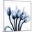 Marvelous Indigo Tulips-Albert Koetsier-Mounted Art Print