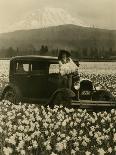 Daffodil Field, Automobile and Mount Rainier, ca. 1929-Marvin Boland-Framed Giclee Print