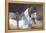 Marwari Horse II-Jennifer Wright-Framed Premier Image Canvas
