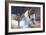 Marwari Horse II-Jennifer Wright-Framed Giclee Print