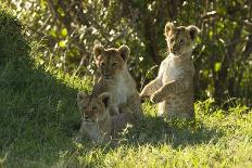 Africa Lion Cubs Playing-Mary Ann McDonald-Photographic Print