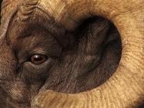 Head of American Bighorn Sheep-Mary Ann McDonald-Premium Photographic Print