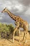 Reticulated Giraffe-Mary Ann McDonald-Photographic Print
