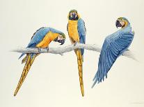 Illiger's Macaw, 1987-Mary Clare Critchley-Salmonson-Giclee Print