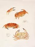 Crabs, 1986-Mary Clare Critchley-Salmonson-Giclee Print