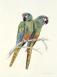 Blue and Yellow Macaws-Mary Clare Critchley-Salmonson-Giclee Print