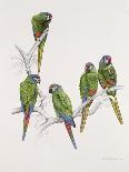 Illiger's Macaw Group, 1987-Mary Clare Critchley-Salmonson-Framed Giclee Print