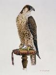 Passage Peregrine, 1980-Mary Clare Critchley-Salmonson-Giclee Print