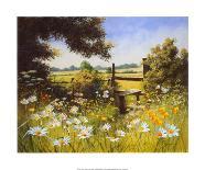 Sunlit Meadow-Mary Dipnall-Stretched Canvas