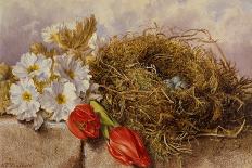 A Still Life of Blossom Tulips and a Birds Nest on a Ledge-Mary Elizabeth Duffield-Giclee Print