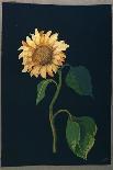 Sunflower-Mary Granville Delany-Framed Giclee Print