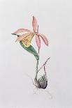 Pleione Formosana Alba-Mary Kenyon-Slaney-Giclee Print
