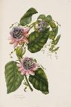 Frontispiece of Roses, Collection of Roses from Nature-Mary Lawrence-Framed Giclee Print