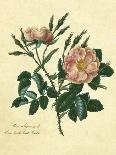 Frontispiece of Roses, Collection of Roses from Nature-Mary Lawrence-Framed Giclee Print