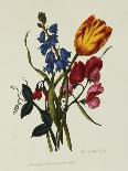 Sweet Pea and Tulip, Sketches of Flowers from Nature-Mary Lawrence-Giclee Print