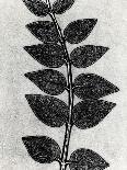 Horizontal Plants 6-Mary Margaret Briggs-Giclee Print