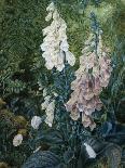 A Still Life of Foxgloves-Mary Margetts-Giclee Print