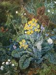 A Still Life of Polyanthus and Butterfly-Mary Margetts-Mounted Giclee Print