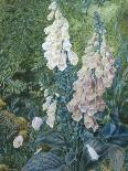 A Still Life of Foxgloves-Mary Margetts-Giclee Print