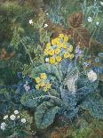 A Still Life of Polyanthus and Butterfly-Mary Margetts-Mounted Giclee Print