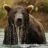 Grizzly Bear male, Coastal Katmai National Park, Alaska, USA-Mary McDonald-Framed Premier Image Canvas