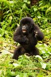 Mountain gorilla silverbck eating bamboo, Rwanda-Mary McDonald-Photographic Print