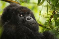 Mountain gorilla infant playing on lobelia plant, Rwanda-Mary McDonald-Photographic Print