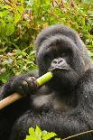 Mountain gorilla infant playing on lobelia plant, Rwanda-Mary McDonald-Photographic Print