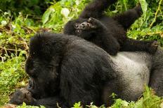Mountain gorilla with infant playing on his back, Rwanda-Mary McDonald-Photographic Print