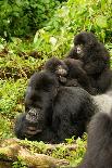 Mountain gorilla with infants playing on his back, Rwanda-Mary McDonald-Photographic Print