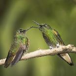 Two Buff-tailed coronet hummingbirds interacting,  Andean montane forest, Ecuador-Mary McDonald-Photographic Print