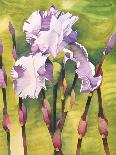 Yellow Iris with Maroon Back-Mary Russel-Giclee Print