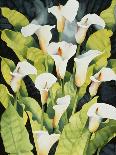 Sacred Pansies-Mary Russel-Giclee Print