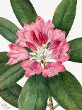 Indian Paintbrush (1883)-Mary Vaux Walcott-Photographic Print