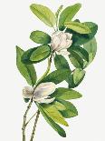 Southern Magnolia (1918)-Mary Vaux Walcott-Photographic Print