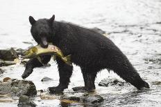 Black Bear Fishing-MaryAnn McDonald-Premier Image Canvas