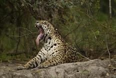 Jaguar Yawning-MaryAnn McDonald-Framed Photographic Print